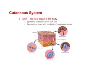 Cutaneous System
● Skin – heaviest organ in the body
○ Epidermis outer layer, dead skin cells
○ Dermis inner layer, with four kinds of mechanoreceptors
 