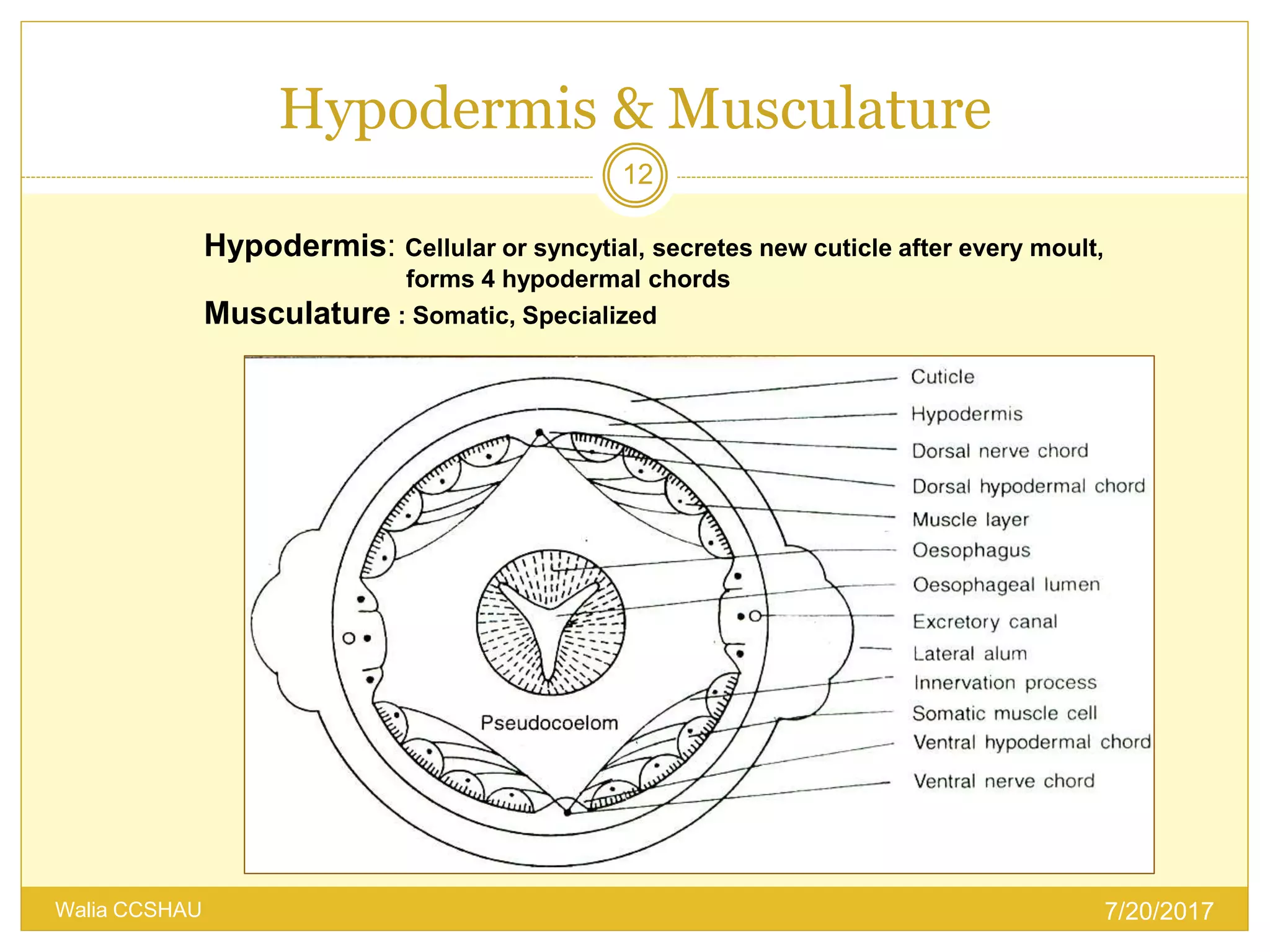 nematodes morphology | PPSX