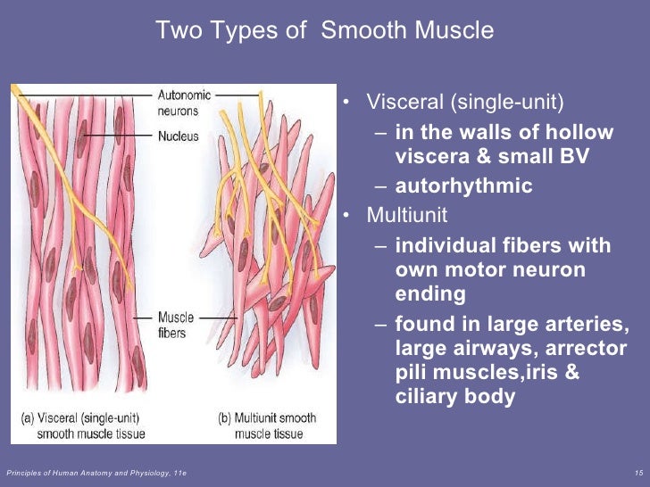 Lecture 2 muscle tissue cont
