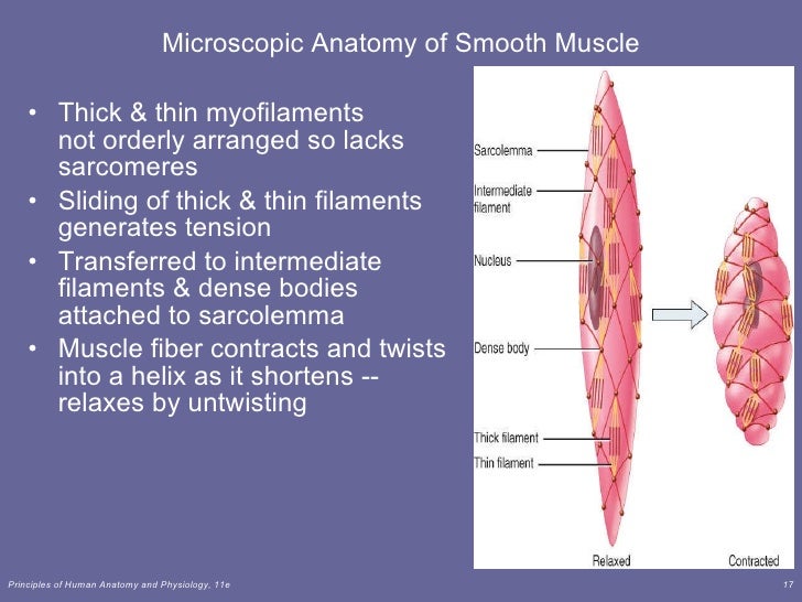 Lecture 2 muscle tissue cont
