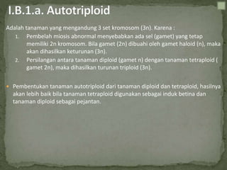 Adalah tanaman yang mengandung 3 set kromosom (3n). Karena :
1. Pembelah miosis abnormal menyebabkan ada sel (gamet) yang tetap
memiliki 2n kromosom. Bila gamet (2n) dibuahi oleh gamet haloid (n), maka
akan dihasilkan keturunan (3n).
2. Persilangan antara tanaman diploid (gamet n) dengan tanaman tetraploid (
gamet 2n), maka dihasilkan turunan triploid (3n).
 Pembentukan tanaman autotriploid dari tanaman diploid dan tetraploid, hasilnya
akan lebih baik bila tanaman tetraploid digunakan sebagai induk betina dan
tanaman diploid sebagai pejantan.
 