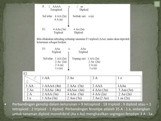  Perbandingan genotip dalam keturunan = 9 tetraploid : 18 triploid : 9 diploid atau = 1
tetraploid : 2 triploid : 1 diploid. Perbandingan fenotipe adalah 35 A : 1 a, sedangkan
untuk tanaman diploid monohibrid (Aa x Aa) menghasilkan segregasi fenotipe 3 A : 1a.
 