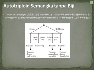  Tanaman semangka diploid (2n) memiliki 22 kromosom, triploid (3n) memiliki 33
kromosom, dam tanaman tetraploid (4n) memiliki 44 kromosom. Cara membuat:
 