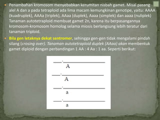  Penambahan kromosom menyebabkan kerumitan nisbah gamet. Misal pasang
alel A dan a pada tetraploid ada lima macam kemungkinan genotipe, yaitu: AAAA
(kuadruplek), AAAa (triplek), AAaa (duplek), Aaaa (simplek) dan aaaa (nuliplek)
Tanaman autotetraploid membuat gamet 2n, karena itu berpasangannya
kromosom-kromosom homolog selama miosis berlangsung lebih teratur dari
tanaman triploid.
 Bila gen letaknya dekat sentromer, sehingga gen-gen tidak mengalami pindah
silang (crosing over). Tanaman autotetraploid duplek (AAaa) akan membentuk
gamet diploid dengan perbandingan 1 AA : 4 Aa : 1 aa. Seperti berikut:
 