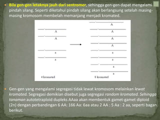  Bila gen-gen letaknya jauh dari sentromer, sehingga gen-gen dapat mengalami
pindah silang. Seperti diketahui pindah silang akan berlangsung setelah masing-
masing kromosom membelah memanjang menjadi kromated.
 Gen-gen yang mengalami segregasi tidak lewat kromosom melainkan lewat
kromated. Segregasi demikian disebut juga segregasi random kromated. Sehingga
tanaman autotetraploid dupleks AAaa akan membentuk gamet-gamet diploid
(2n) dengan perbandingan 6 AA: 166 Aa: 6aa atau 2 AA : 5 Aa : 2 aa, seperti bagan
berikut.
 