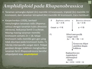  Tanaman semangka diploid (2n) memiliki 22 kromosom, triploid (3n) memiliki 33
kromosom, dam tanaman tetraploid (4n) memiliki 44 kromosom. Cara membuat:
 Karpechenkov (1928), berhasil
menyilangkan tanaman radis (Rapanus
satvus) dengan tanaman kubis (Brassica
oleracea), keduanya famili Cruciferae.
Masing-masing tanaman memiliki
kromosom somatis 2n = 18, tetapi
kromosom radis memiliki gen-gen yang
tidak dijumpai pada kromosom kubis. F1
hibrida interspesifik sangat steril. Pelipat
gandaan dengan kolkhisin menghasilkan
tanaman fertil Rhapanobrassica bersifat
allopoliploid atau amphidiploid.
 