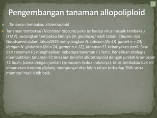  Tanaman tembakau allotetraploid
 Tanaman tembakau (Nicotiana tabcum) peka terhadap virus mosaik tembakau
(TMV), sedangkan tembakau lainnya (N. glutinosa) lebih tahan. Clausen dan
Goodspeed dalam tahun1925 menyilangkan N. tabcum (2n 48, gamet n = 23)
dengan N. glutinosa (2n = 24, gamet n = 12), tanaman F1 kebanyakan steril. Satu
dari tanaman F1 menghasilkan beberapa tanaman F2 fertil. Penelitian sitologis
membuktikan tanaman F2 tersebut bersifat allotetraploid dengan jumlah kromosom
72 buah, (sama dengan jumlah kromosom kedua induknya). Jenis tembakau bari ini
dinamakan Icotiana digluta, mempunyai sifat lebih tahan terhadap TMV serta
memberi hasil lebih baik.
 