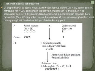  Tanaman Rubus alloheksaploid.
 Di Eropa dikenal dua jenis Rubus yaitu Rubus idaeus diploid (2n = 14) dan R. caesius
tetraploid (4n = 28), persilangan keduanya menghasilkan F1 triploid 3n = 21
kromosom dan steril. Pelipatgandaan kromosom F1 menghasilkan tanaman baru
heksaploid (6n = 42)yang diberi nama R. maksimus. R. maksimus menghasilkan serat
batang yang kuat dan baik untuk pembuatan karung goni.
 