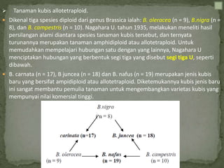  Tanaman kubis allotetraploid.
 Dikenal tiga spesies diploid dari genus Brassica ialah: B. oleracea (n = 9), B.nigra (n =
8), dan B. campestris (n = 10). Nagahara U. tahun 1935, melakukan meneliti hasil
persilangan alami diantara spesies tanaman kubis tersebut, dan ternyata
turunannya merupakan tanaman amphidiploid atau allotetraploid. Untuk
memudahkan mempelajari hubungan satu dengan yang lainnya, Nagahara U
menciptakan hubungan yang berbentuk segi tiga yang disebut segi tiga U, seperti
dibawah.
 B. carnata (n = 17), B juncea (n = 18) dan B. nafus (n = 19) merupakan jenis kubis
baru yang bersifat ampidiploid atau allotetraploid. Diketemukannya kubis jenis baru
ini sangat membantu pemulia tanaman untuk mengembangkan varietas kubis yang
mempunyai nilai komersial tinggi.
 