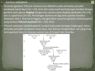  Gandum heksaploid.
 Tanaman gandum Triticum monococcum diketahui peka terhadap penyakit
cendawan karat daun (2n = 14). Jenis lain yang masih berhubungan kerabat dengan
gandum yaitu genus Aegilop dengan dua spesies yaitu Aegilop speltoides (2n=14),
dan A. squarrosa (2n=14). Persilangan diantara ke tiga jenis spesies tersebut
dilakukan oleh J. Percival di Inggris, menghasilkan tanaman gandum alloheksaploid
yang disebut Triticum aestivum (6n = 42), fertil.
 Triticum aestivum (alloheksaploid) tumbuh baik pada berbagai lingkungan, tahan
terhadap penyakit cendawan karat daun, dan bijinya menghasilkan roti yang enak.
Jenis gandum baru ini ditanam secara luas di Eropah dan Amerika.
 