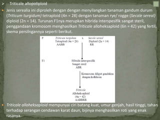  Triticale allopoliploid
 Jenis serealia ini diproleh dengan dengan menyilangkan tanaman gandum durum
(Triticum turgidum) tetraploid (4n = 28) dengan tanaman rye/ rogge (Secale sereal)
diploid (2n = 14). Turunan F1nya merupkan hibrida interspesifik sangat steril,
penggandaan kromosom menghasilkan Triticale alloheksaploid (6n = 42) yang fertil,
skema persilngannya seperti berikut.
 Triticale alloheksaploid mempunyai ciri batang kuat, umur genjah, hasil tinggi, tahan
terhadap serangan cendawan karat daun, bijinya menghasilkan roti yang enak
rasanya.
 