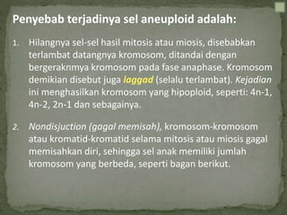 Penyebab terjadinya sel aneuploid adalah:
1. Hilangnya sel-sel hasil mitosis atau miosis, disebabkan
terlambat datangnya kromosom, ditandai dengan
bergeraknmya kromosom pada fase anaphase. Kromosom
demikian disebut juga laggad (selalu terlambat). Kejadian
ini menghasilkan kromosom yang hipoploid, seperti: 4n-1,
4n-2, 2n-1 dan sebagainya.
2. Nondisjuction (gagal memisah), kromosom-kromosom
atau kromatid-kromatid selama mitosis atau miosis gagal
memisahkan diri, sehingga sel anak memiliki jumlah
kromosom yang berbeda, seperti bagan berikut.
 