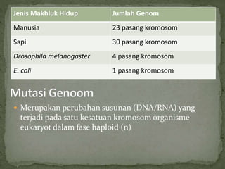 Jenis Makhluk Hidup Jumlah Genom
Manusia 23 pasang kromosom
Sapi 30 pasang kromosom
Drosophila melanogaster 4 pasang kromosom
E. coli 1 pasang kromosom
 Merupakan perubahan susunan (DNA/RNA) yang
terjadi pada satu kesatuan kromosom organisme
eukaryot dalam fase haploid (n)
 