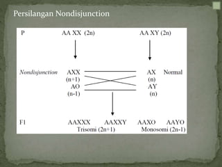 Persilangan Nondisjunction
 