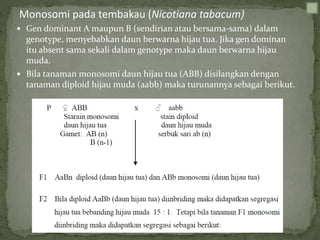 Gen dominant A maupun B (sendirian atau bersama-sama) dalam
genotype, menyebabkan daun berwarna hijau tua. Jika gen dominan
itu absent sama sekali dalam genotype maka daun berwarna hijau
muda.
 Bila tanaman monosomi daun hijau tua (ABB) disilangkan dengan
tanaman diploid hijau muda (aabb) maka turunannya sebagai berikut.
Monosomi pada tembakau (Nicotiana tabacum)
 