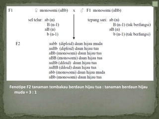 Fenotipe F2 tanaman tembakau berdaun hijau tua : tanaman berdaun hijau
muda = 3 : 1
 