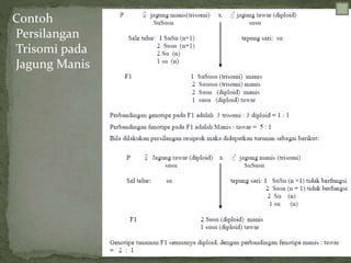 Contoh
Persilangan
Trisomi pada
Jagung Manis
 