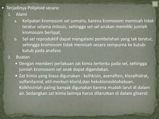  Terjadinya Poliploid secara:
1. Alami
a. Kelipatan kromosom sel somatis, karena kromosom memisah tidak
teratur selama mitosis, sehingga sel-sel anakan memiliki jumlah
kromosom berlipat.
b. Sel-sel reproduktif dapat mengalami pembelahan yang tak teratur,
sehingga kromosom tidak memisah secara sempurna ke kutub-
kutub pada anafase.
2. Buatan
 Dengan memberi perlakuan zat kimia tertentu pada sel, sehingga
jumlah kromosom sel anak dapat digandakan.
 Zat kimia yang biasa digunakan : kolhkisin, asenaften, kloralhidrat,
sulfanilamid, etil-merkuri-klorid,dan heksklorosikloheksan.
Kolkhisinlah paling banyak digunakan karena mudah larut di dalam
air. Sedangkan zat kimia lainnya harus dilarutkan di dalam gliserol.
 
