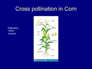 REPRODUCTION AND GROWTH IN CROP PLANTS71slides.pdf