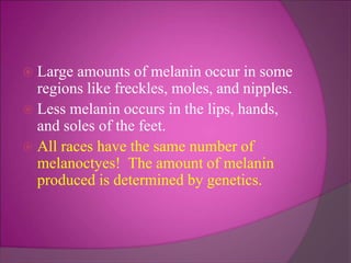  Large amounts of melanin occur in some
regions like freckles, moles, and nipples.
 Less melanin occurs in the lips, hands,
and soles of the feet.
 All races have the same number of
melanoctyes! The amount of melanin
produced is determined by genetics.
 