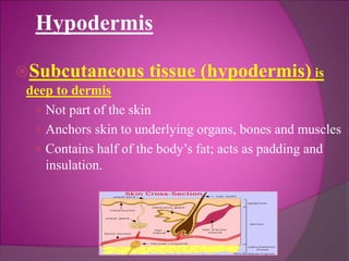 Hypodermis
Subcutaneous tissue (hypodermis) is
deep to dermis
 Not part of the skin
 Anchors skin to underlying organs, bones and muscles
 Contains half of the body’s fat; acts as padding and
insulation.
 