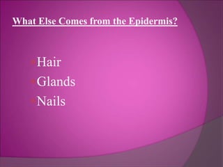 What Else Comes from the Epidermis?
Hair
Glands
Nails
 