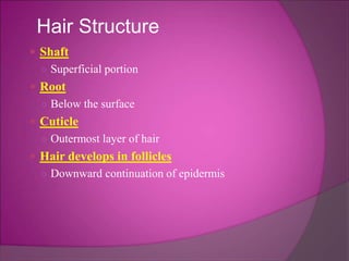 Hair Structure
 Shaft
○ Superficial portion
 Root
○ Below the surface
 Cuticle
○ Outermost layer of hair
 Hair develops in follicles
○ Downward continuation of epidermis
 