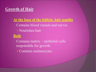 Growth of Hair
 At the base of the follicle, hair papilla
○ Contains blood vessels and nerves
 Nourishes hair
 Bulb
○ Contains matrix – epithelial cells
responsible for growth
 Contains melanocytes
 