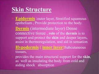 Skin Structure
 Epidermis :outer layer, Stratified squamous
epithelium , Provide protection to the body.
 Dermis (intermediate layer) Dense
connective tissue , role of the dermis is to
support and protect the skin and deeper layers,
assist in thermoregulation, and aid in sensation
 Hypodermis ( inner layer)Subcutaneous
tissues,
 provides the main structural support for the skin,
as well as insulating the body from cold and
aiding shock absorption
 