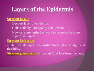 Layers of the Epidermis
 Stratum basale
 Deepest layer of epidermis
 Cells actively undergoing cell division
 New cells are pushed upward to become the more
superficial layers
 Stratum Spinosum
 – intermediate layer .responsible for the skin strength and
flexibility.
 Stratum granulosum – prevent fluid loss from the body
 