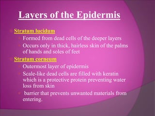 Layers of the Epidermis
 Stratum lucidum
 Formed from dead cells of the deeper layers
 Occurs only in thick, hairless skin of the palms
of hands and soles of feet
 Stratum corneum
 Outermost layer of epidermis
 Scale-like dead cells are filled with keratin
which is a protective protein preventing water
loss from skin
 barrier that prevents unwanted materials from
entering.
 