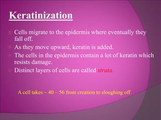 Keratinization
 Cells migrate to the epidermis where eventually they
fall off.
 As they move upward, keratin is added.
 The cells in the epidermis contain a lot of keratin which
resists damage.
 Distinct layers of cells are called strata.
A cell takes ~ 40 – 56 from creation to sloughing off
 