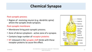 Synapse