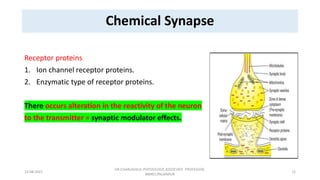 Synapse