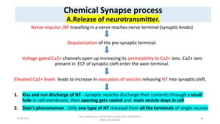 Synapse