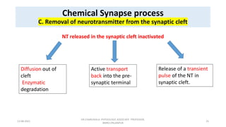 Synapse