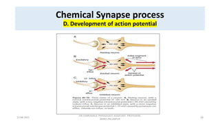 Synapse