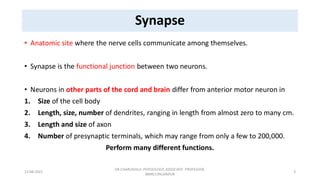 Synapse