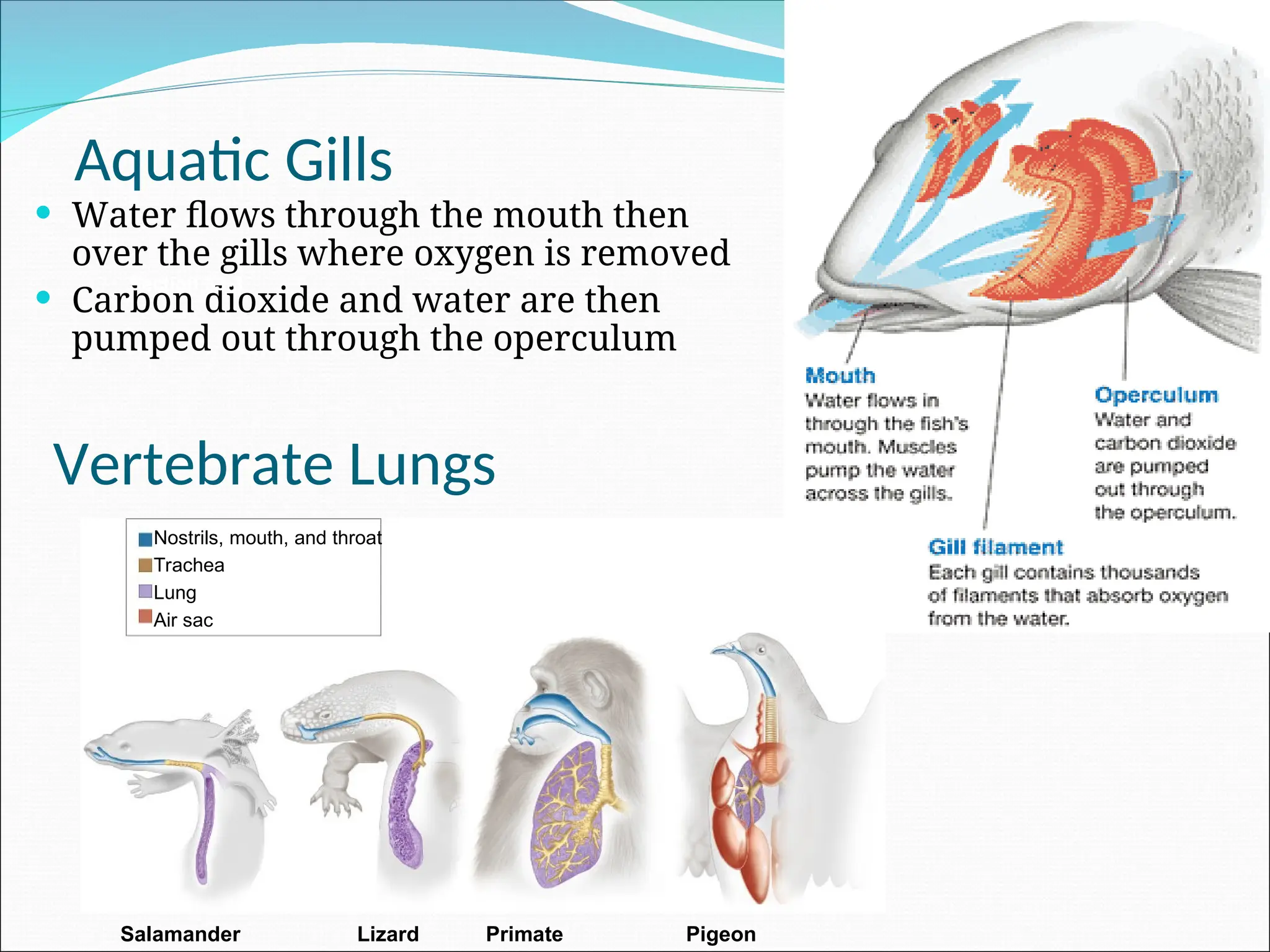 Aquatic Gills
 Water flows through the mouth then
over the gills where oxygen is removed
 Carbon dioxide and water are then
pumped out through the operculum
Section 33-3
Salamander Lizard Pigeon
Primate
Nostrils, mouth, and throat
Trachea
Lung
Air sac
Vertebrate Lungs
 