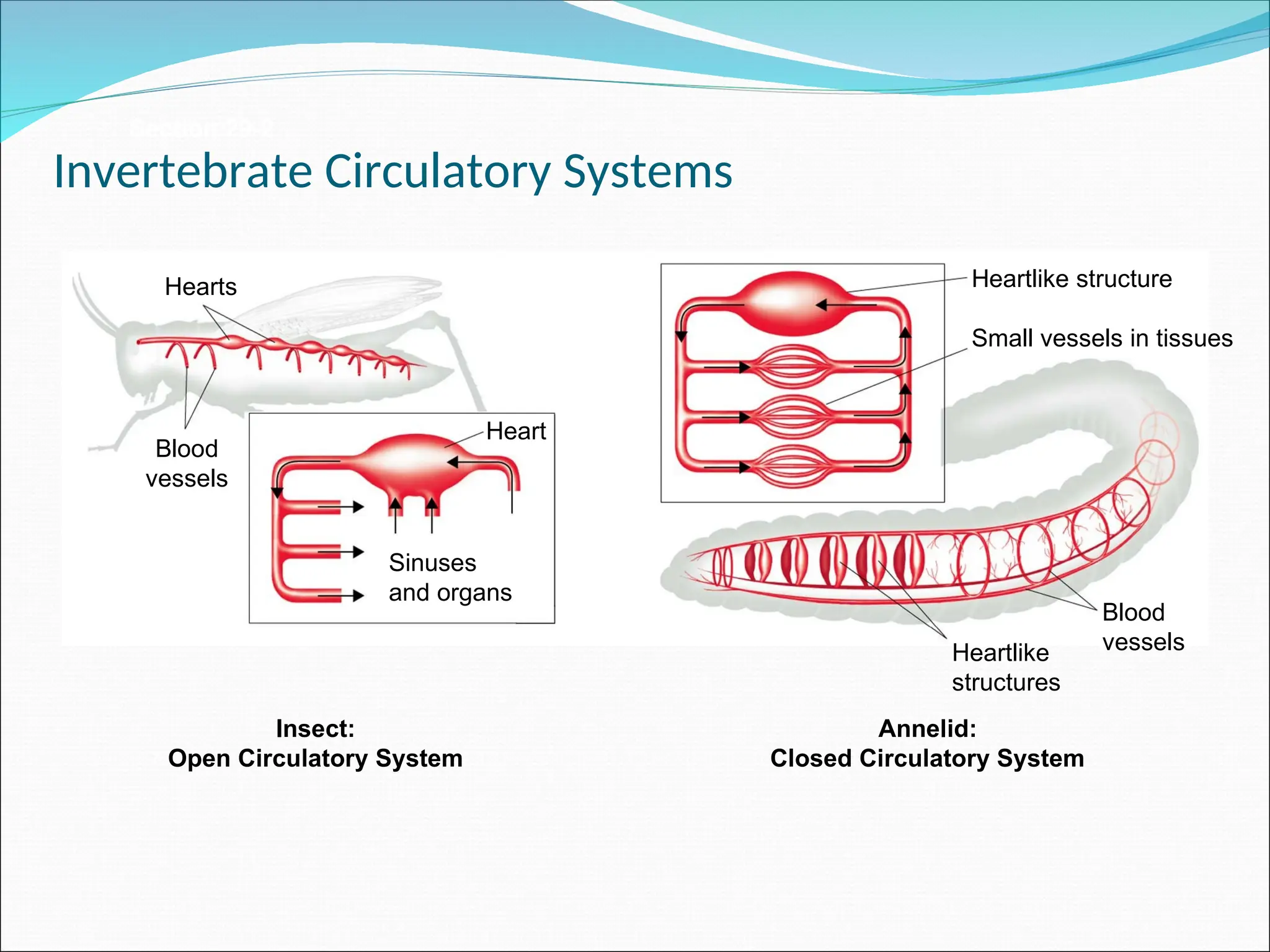 Section 29-2
Insect:
Open Circulatory System
Annelid:
Closed Circulatory System
Heartlike
structures
Blood
vessels
Heartlike structure
Small vessels in tissues
Blood
vessels
Hearts
Heart
Sinuses
and organs
Invertebrate Circulatory Systems
 