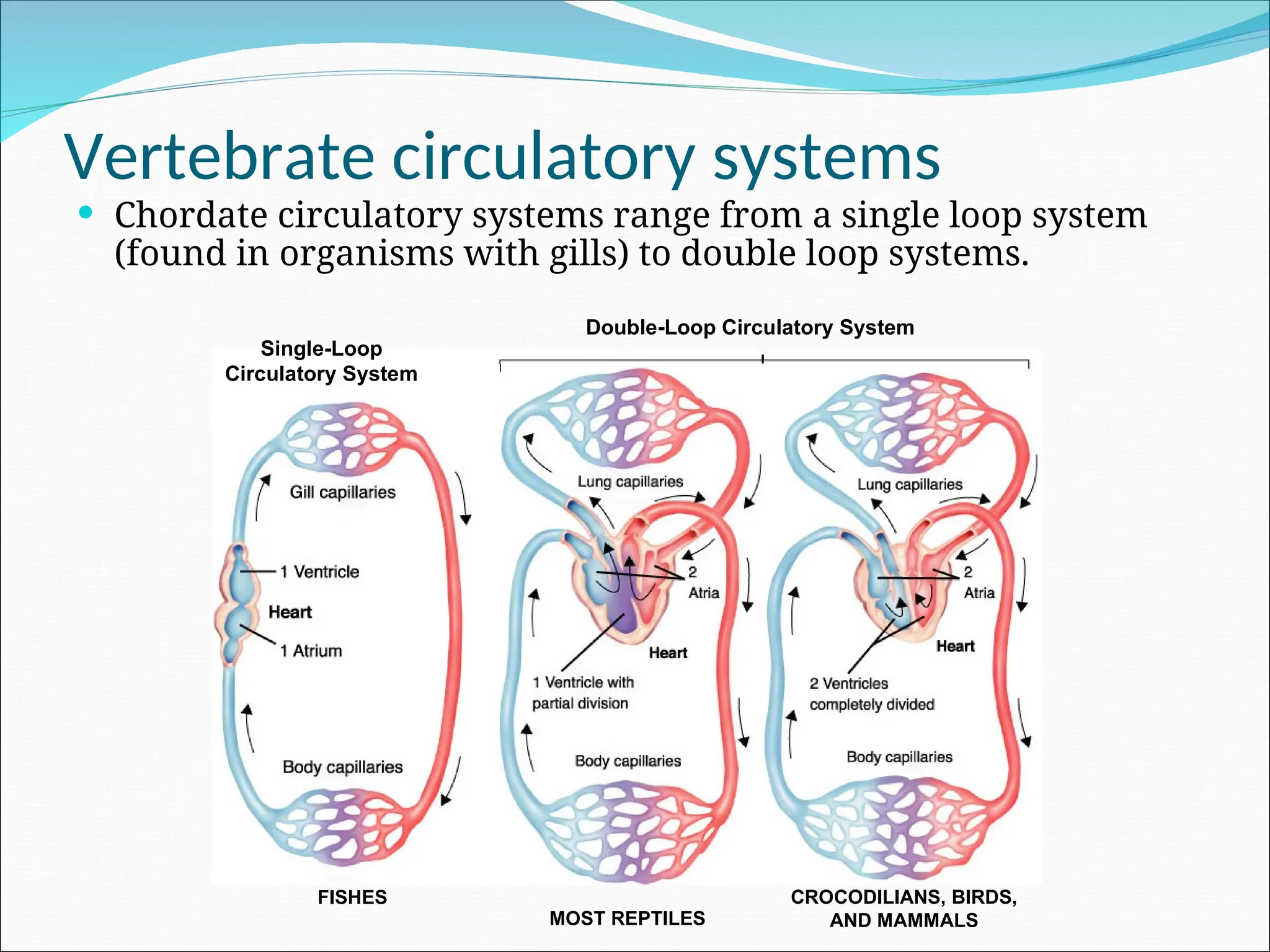 Vertebrate circulatory systems
 Chordate circulatory systems range from a single loop system
(found in organisms with gills) to double loop systems.
Double-Loop Circulatory System
Single-Loop
Circulatory System
FISHES
MOST REPTILES
CROCODILIANS, BIRDS,
AND MAMMALS
 