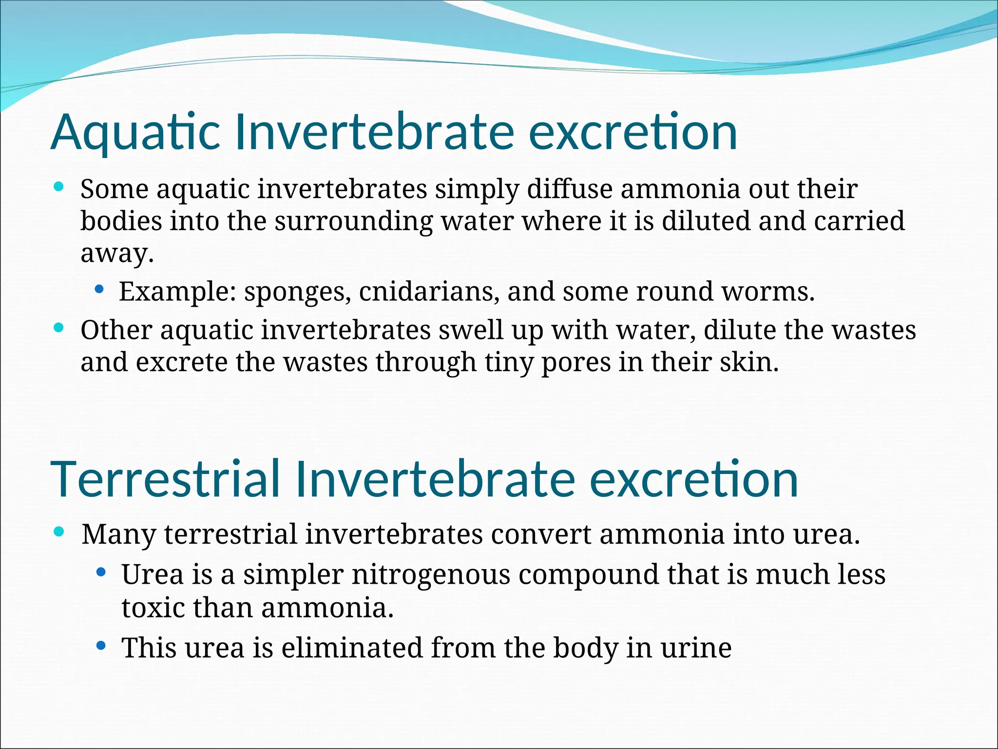 Aquatic Invertebrate excretion
 Some aquatic invertebrates simply diffuse ammonia out their
bodies into the surrounding water where it is diluted and carried
away.
 Example: sponges, cnidarians, and some round worms.
 Other aquatic invertebrates swell up with water, dilute the wastes
and excrete the wastes through tiny pores in their skin.
Terrestrial Invertebrate excretion
 Many terrestrial invertebrates convert ammonia into urea.
 Urea is a simpler nitrogenous compound that is much less
toxic than ammonia.
 This urea is eliminated from the body in urine
 