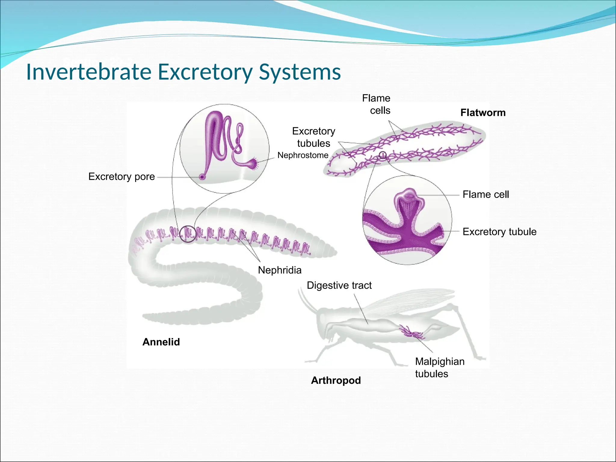 Section 29-2
Annelid
Arthropod
Flatworm
Malpighian
tubules
Digestive tract
Nephridia
Excretory pore
Excretory tubule
Flame cell
Flame
cells
Excretory
tubules
Nephrostome
Invertebrate Excretory Systems
 
