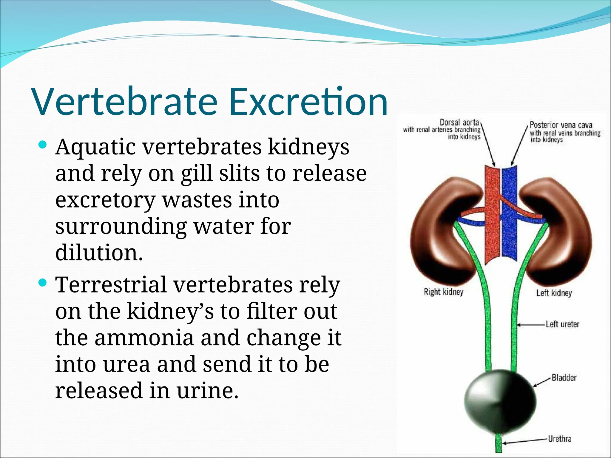Vertebrate Excretion
 Aquatic vertebrates kidneys
and rely on gill slits to release
excretory wastes into
surrounding water for
dilution.
 Terrestrial vertebrates rely
on the kidney’s to filter out
the ammonia and change it
into urea and send it to be
released in urine.
 