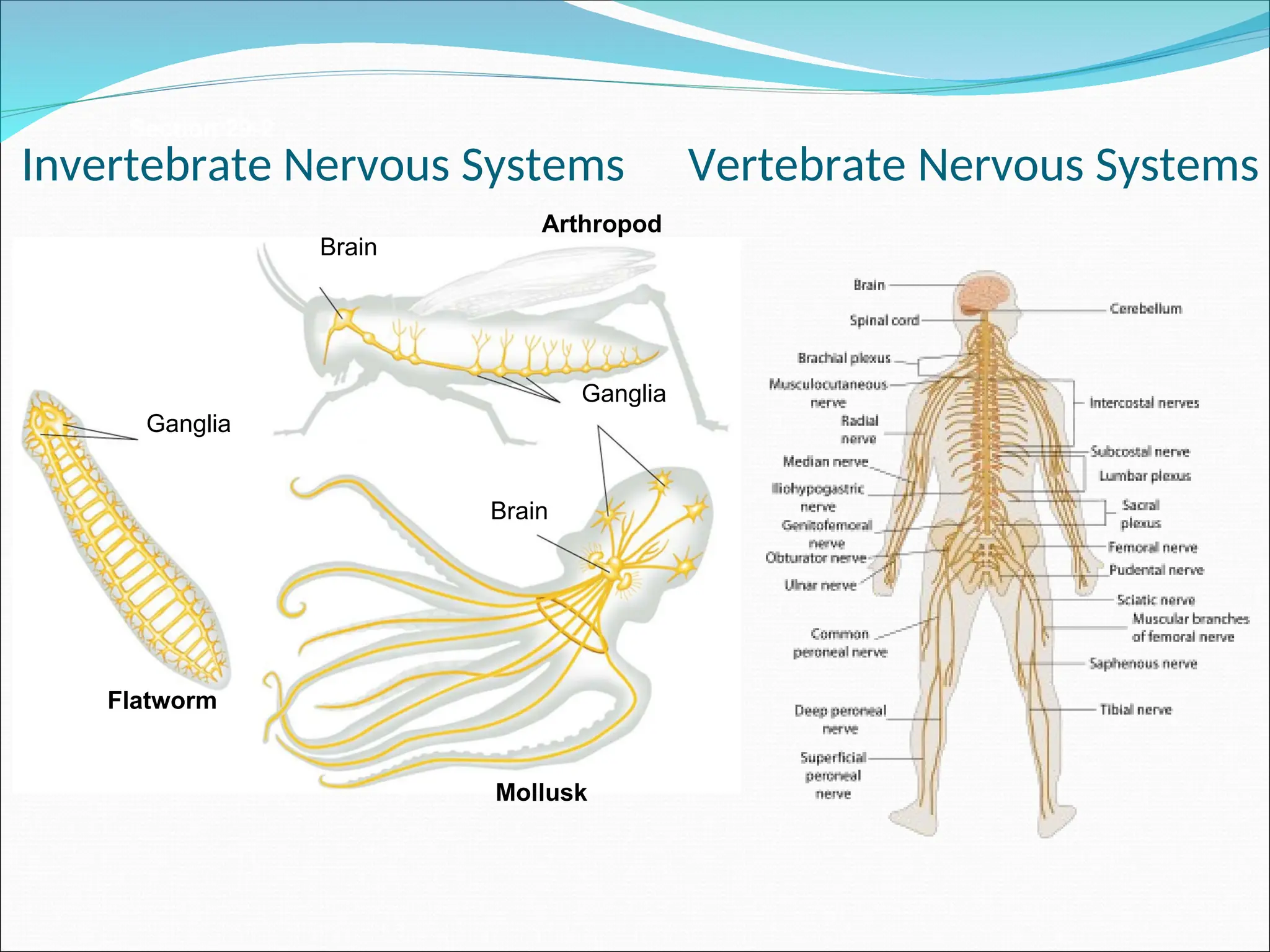 Section 29-2
Ganglia
Ganglia
Brain
Brain
Arthropod
Mollusk
Flatworm
Invertebrate Nervous Systems Vertebrate Nervous Systems
 