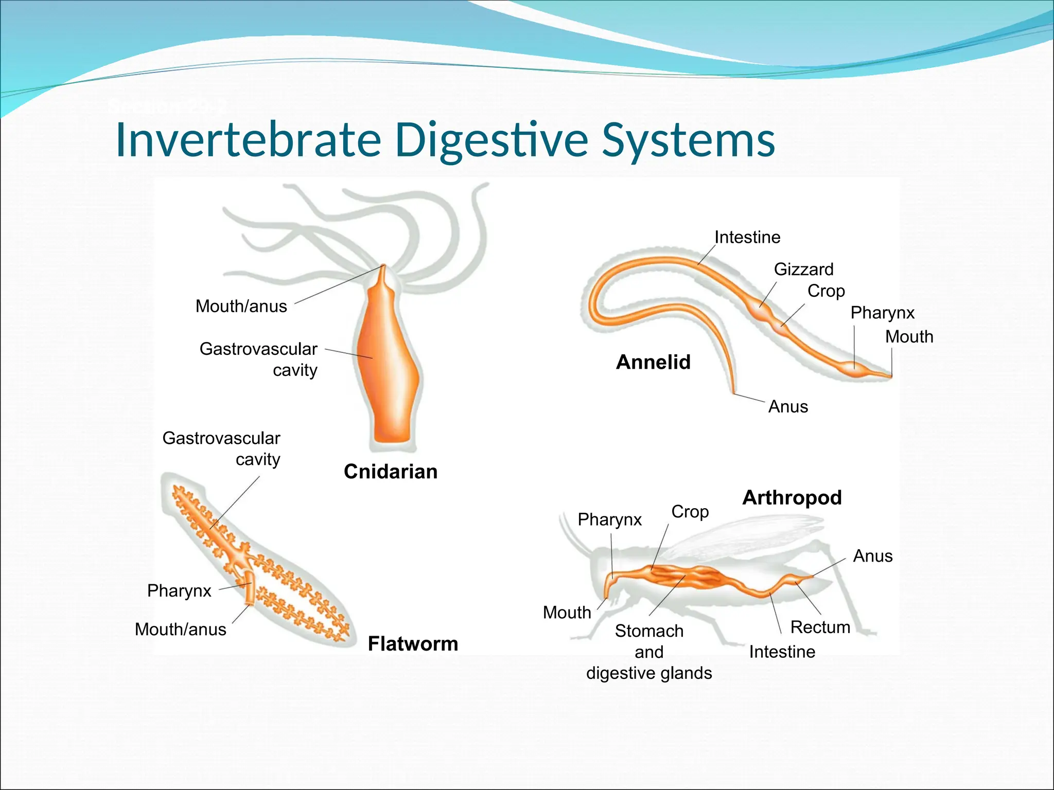 Section 29-2
Arthropod
Annelid
Flatworm
Cnidarian
Mouth/anus
Mouth/anus
Mouth
Mouth
Gastrovascular
cavity
Gastrovascular
cavity
Pharynx
Pharynx
Pharynx
Crop
Crop
Gizzard
Intestine
Intestine
Rectum
Anus
Anus
Stomach
and
digestive glands
Invertebrate Digestive Systems
 