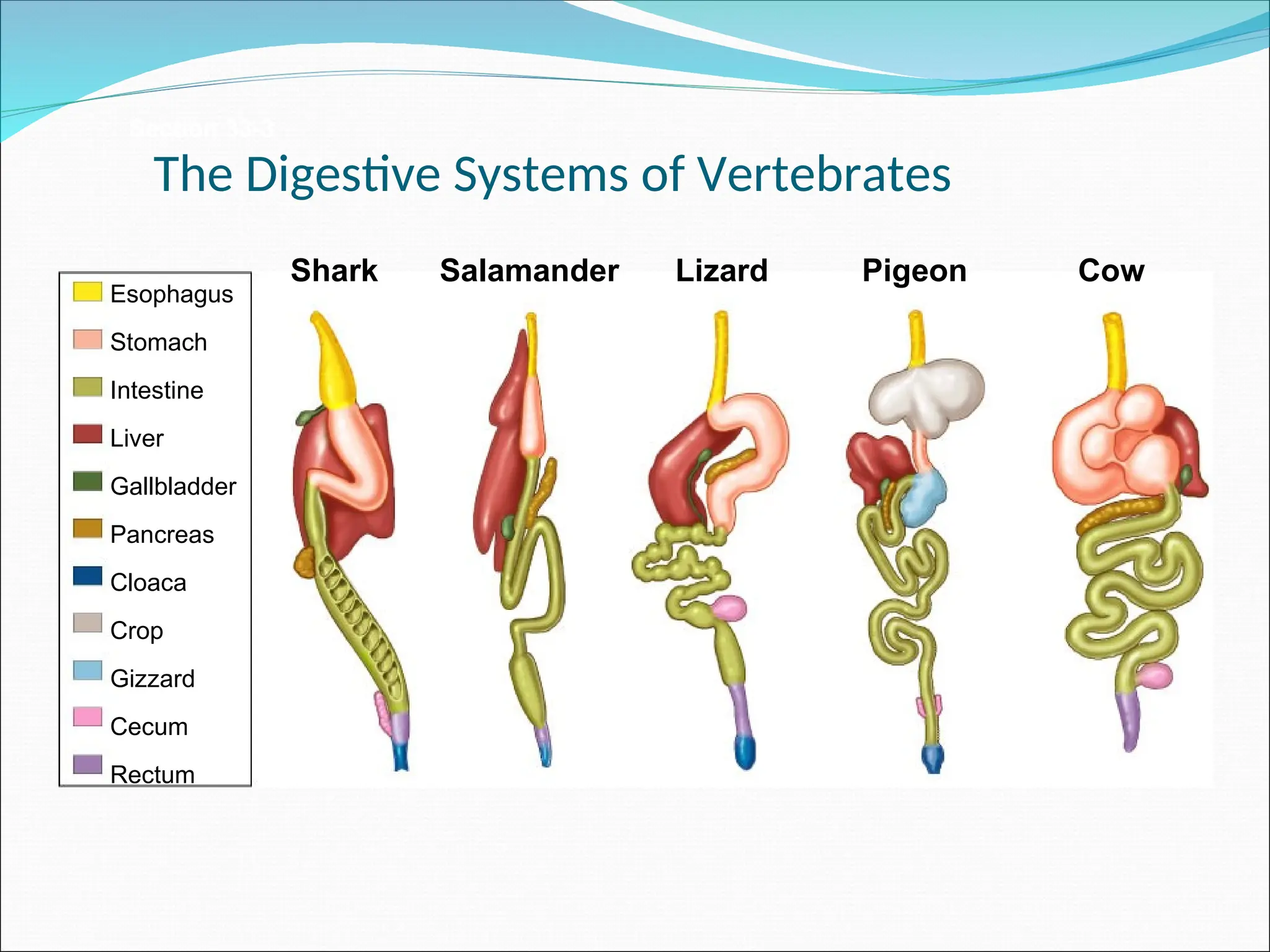 Section 33-3
Esophagus
Stomach
Intestine
Liver
Gallbladder
Pancreas
Cloaca
Crop
Gizzard
Cecum
Rectum
Shark Salamander Lizard Pigeon Cow
The Digestive Systems of Vertebrates
 