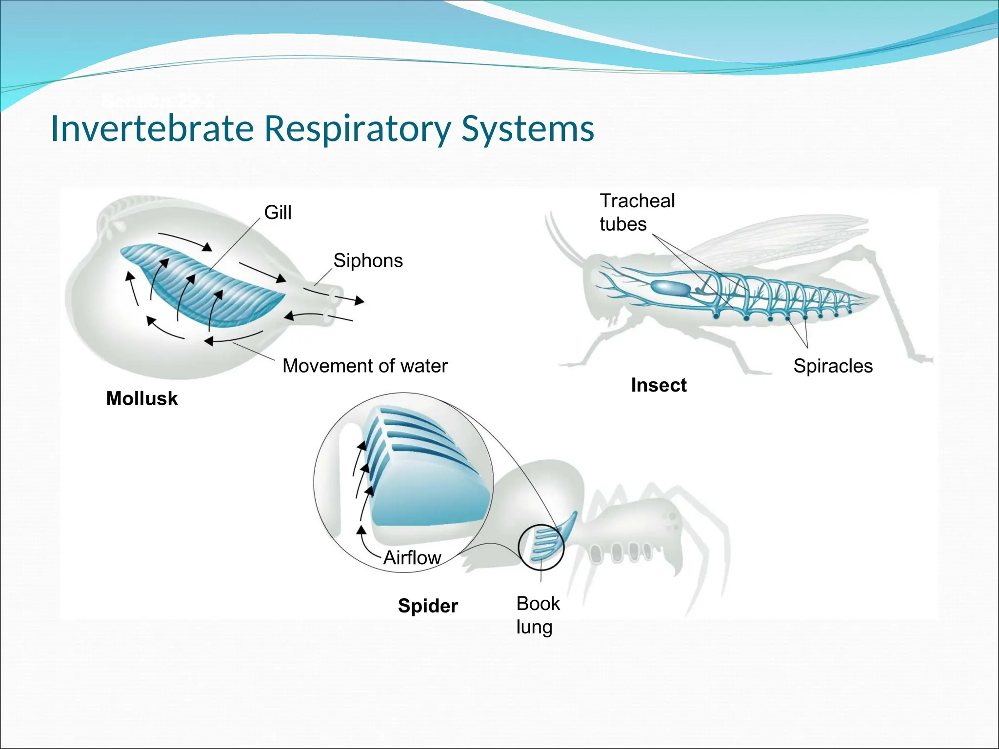 Section 29-2
Mollusk
Insect
Spider
Gill
Siphons
Movement of water
Book
lung
Airflow
Tracheal
tubes
Spiracles
Invertebrate Respiratory Systems
 