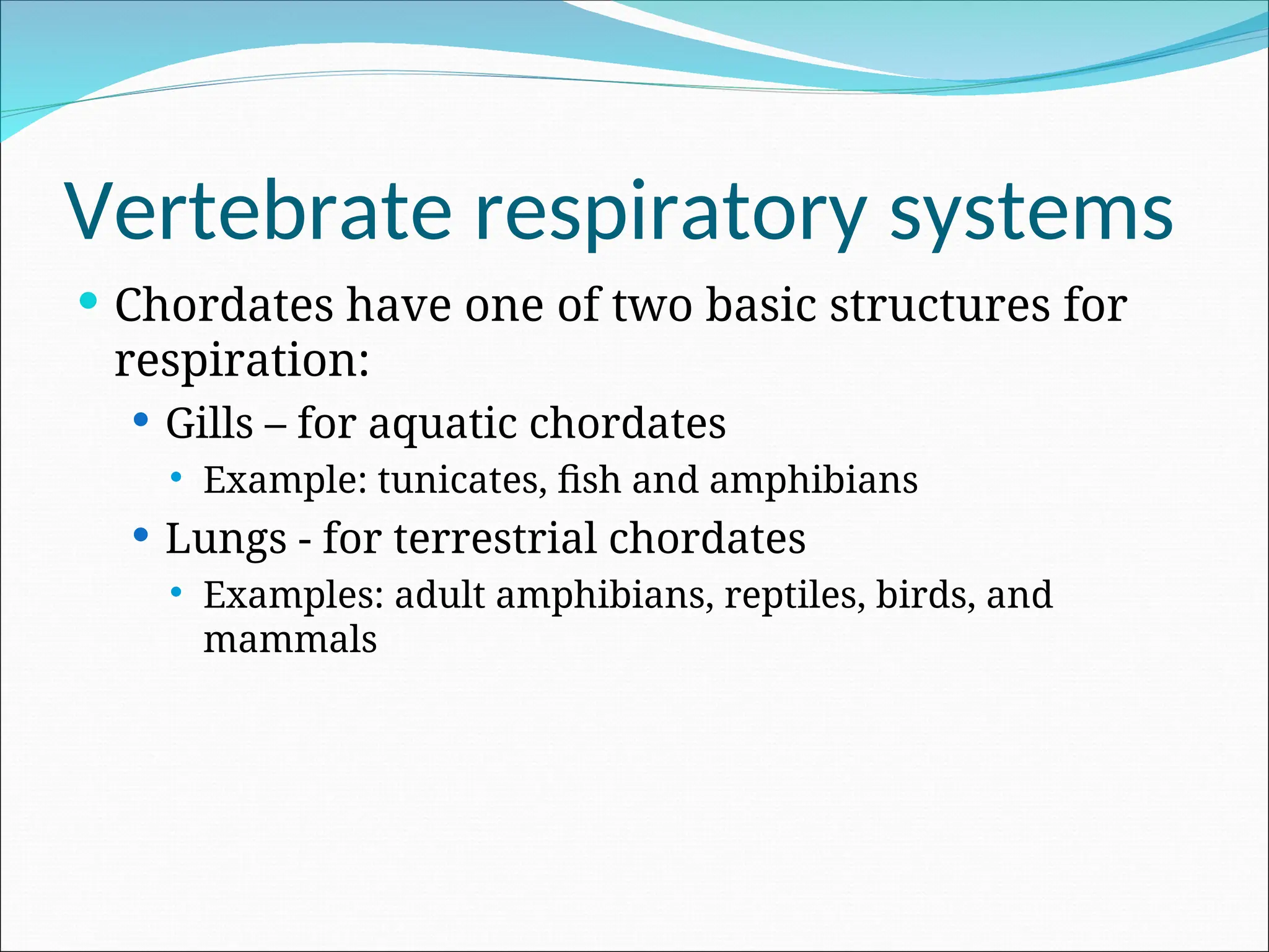Vertebrate respiratory systems
 Chordates have one of two basic structures for
respiration:
 Gills – for aquatic chordates
 Example: tunicates, fish and amphibians
 Lungs - for terrestrial chordates
 Examples: adult amphibians, reptiles, birds, and
mammals
 