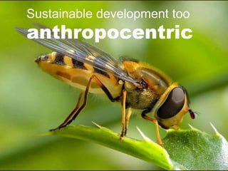 Sustainable development too
anthropocentric
 